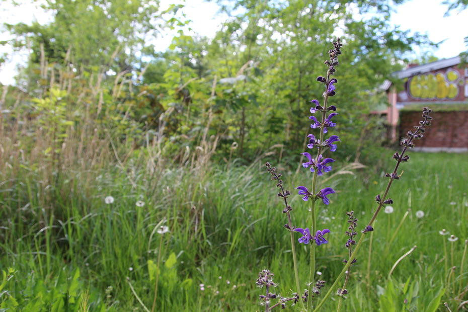 GEAS Garden April 19